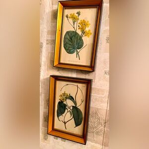 Set of 2 Antique Curtis Botanical Lithograph/Engravings c. 1807 and c.1805